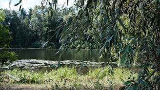 A serene setting showcasing the natural ingredients of lymphaid.