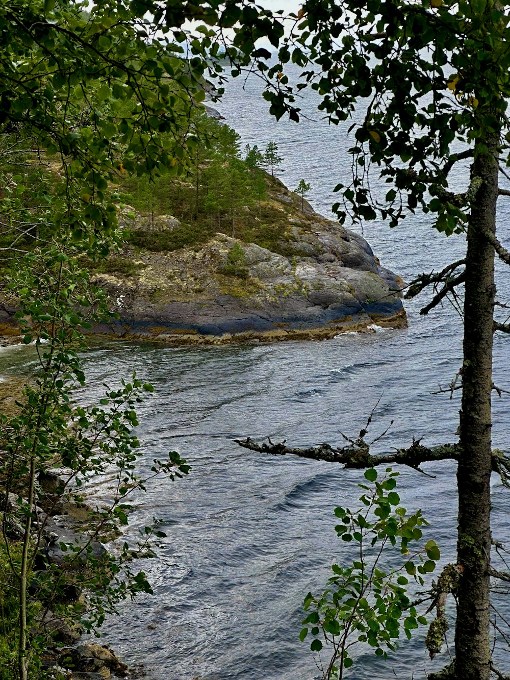 a body of water surrounded by trees and rocks