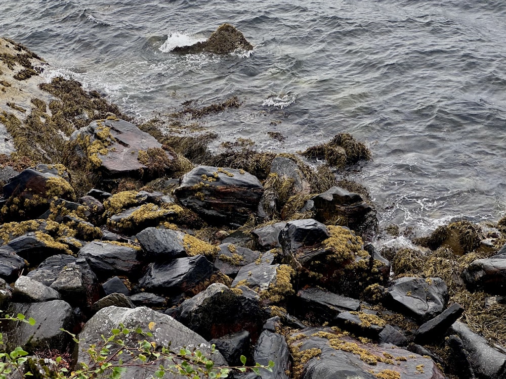 a rocky shore with moss growing on the rocks