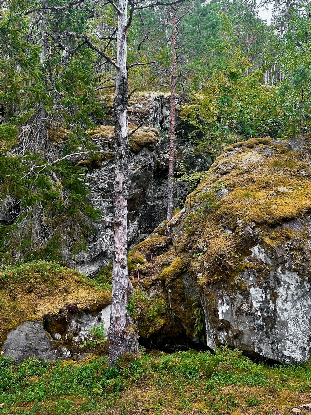 a couple of large rocks in the middle of a forest