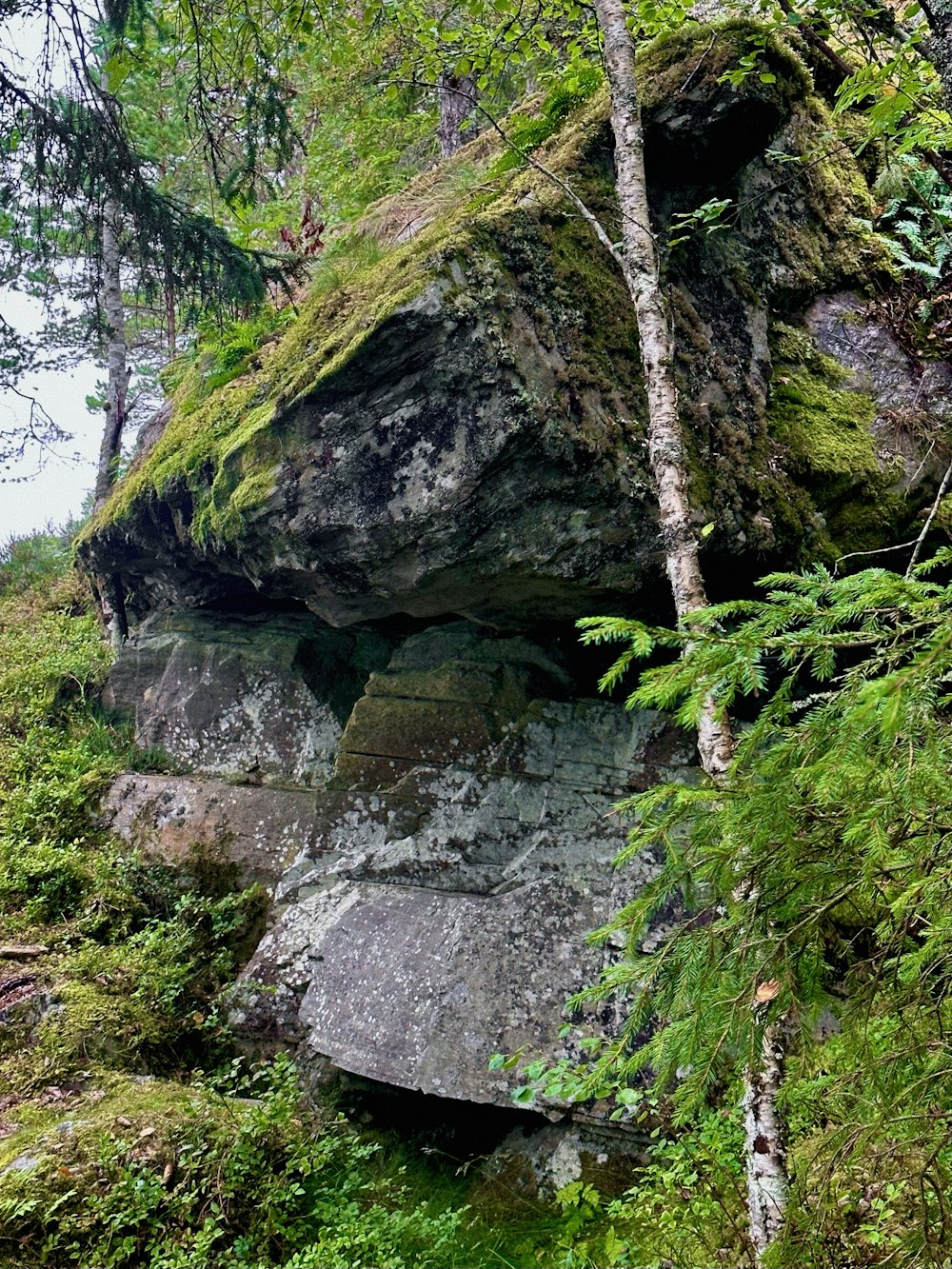 a large rock in the middle of a forest