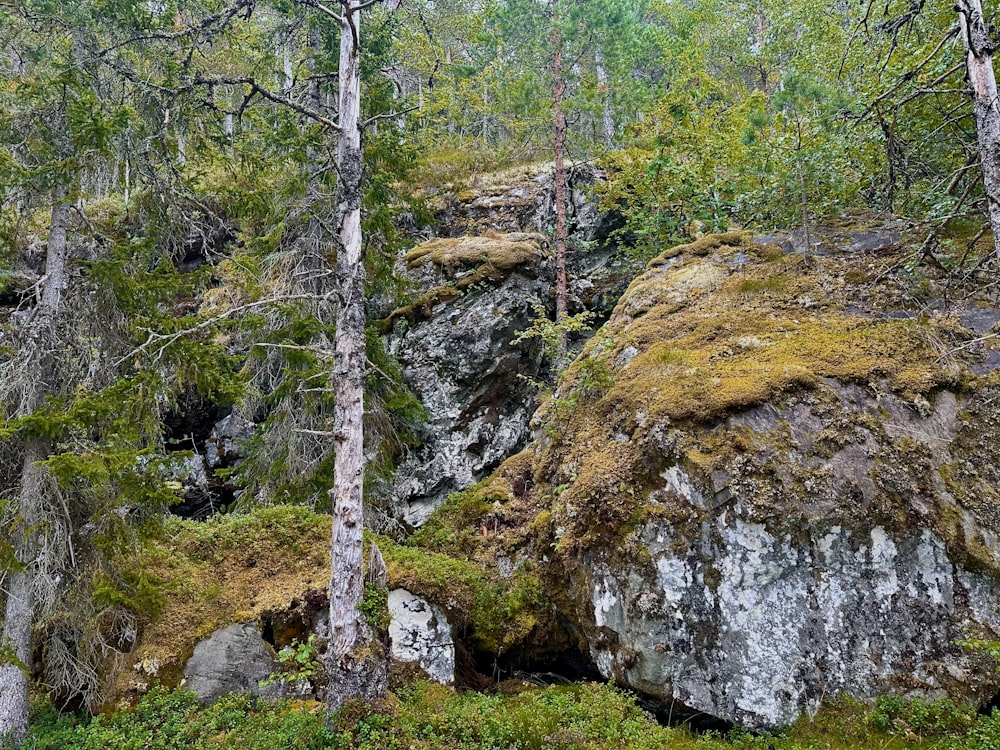 a forest filled with lots of trees and rocks