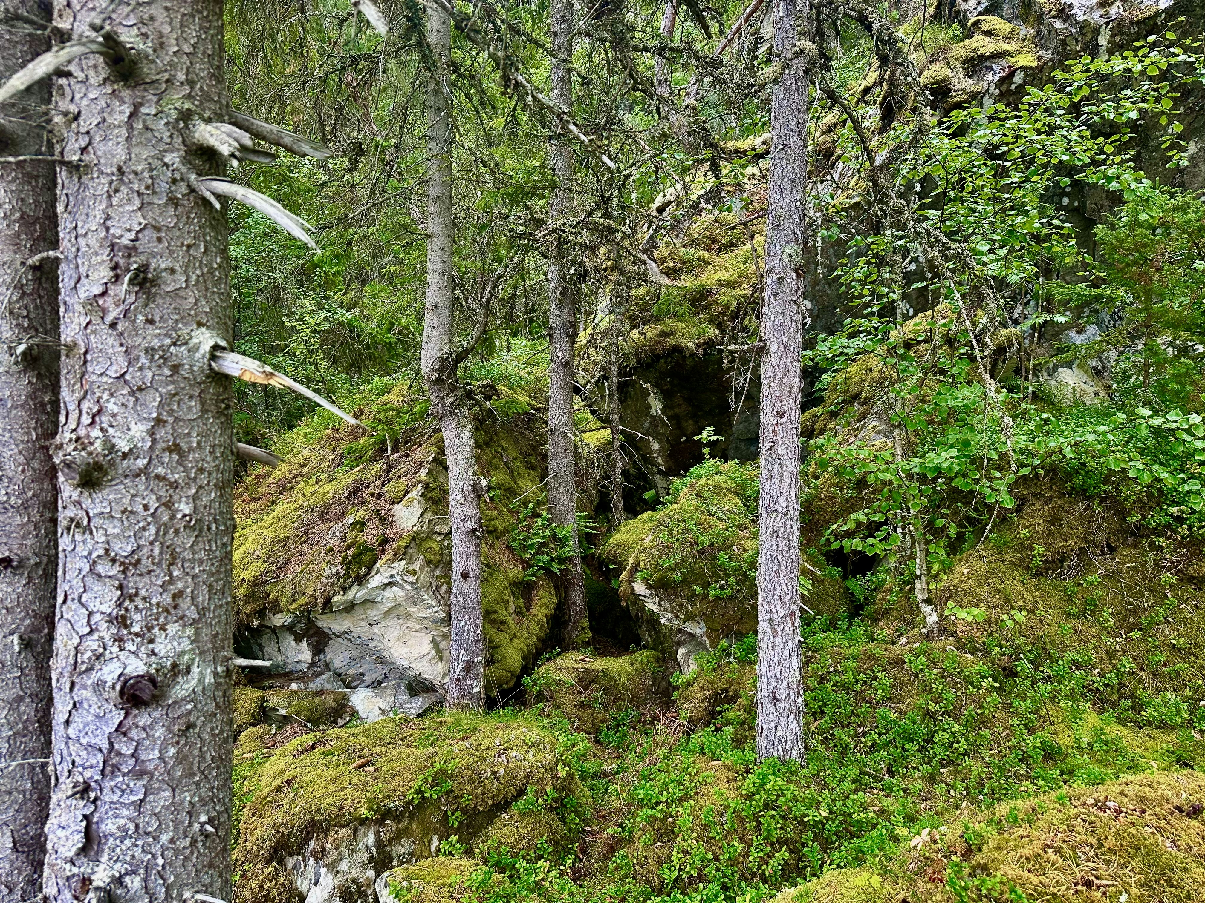 Recolección en los Bosques Noruegos: Una Guía de Bayas y Setas