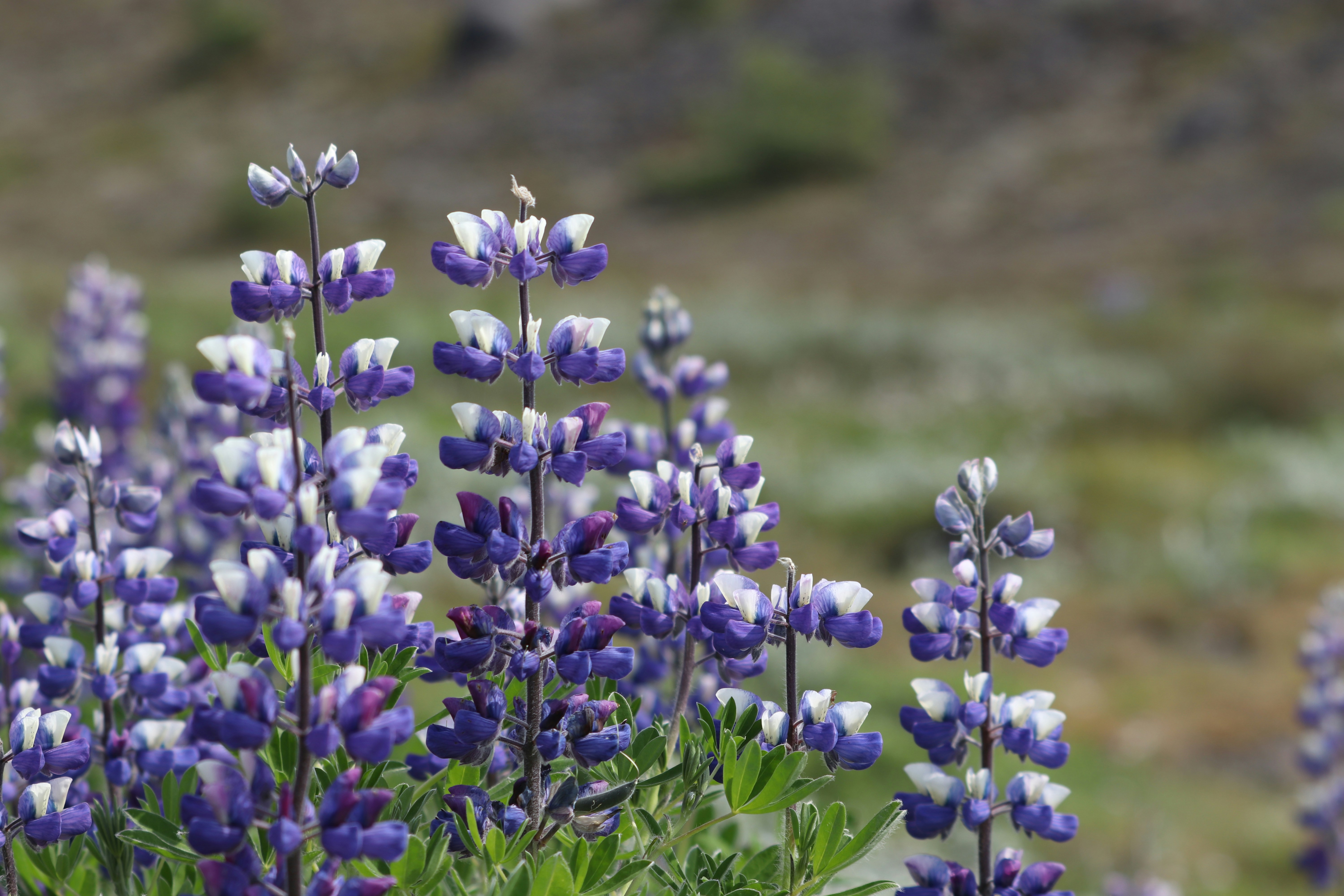 a bunch of purple and white flowers in a field