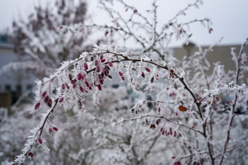 a tree covered in ice and snow next to a building