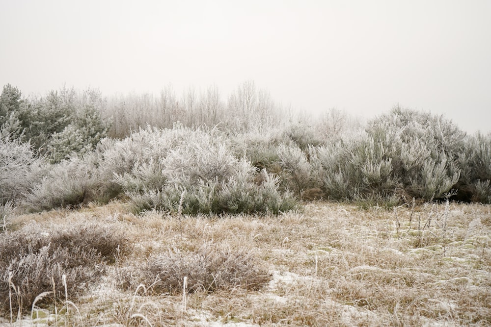 a field with trees and bushes covered in frost