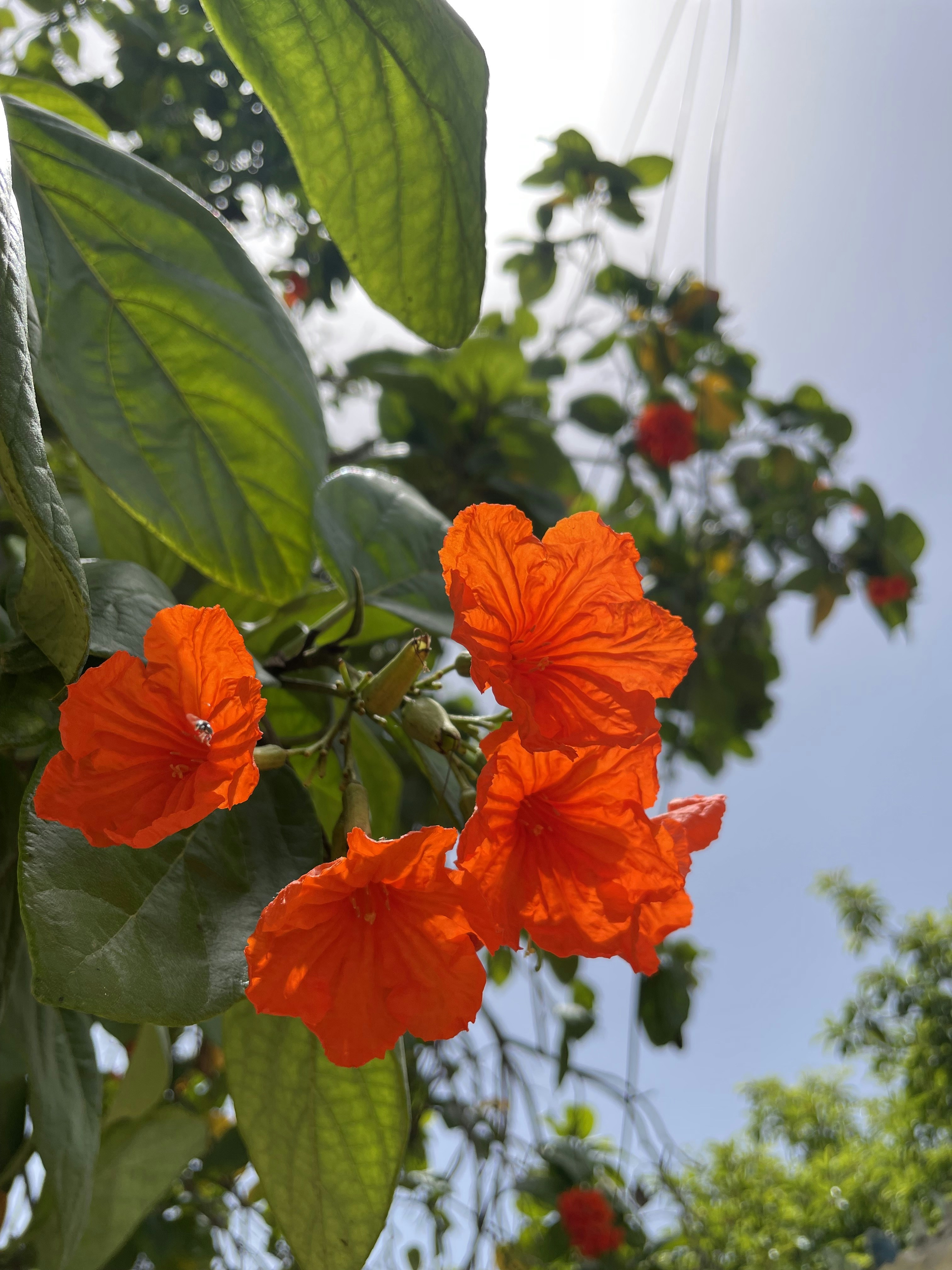 a close up of some orange flowers on a tree