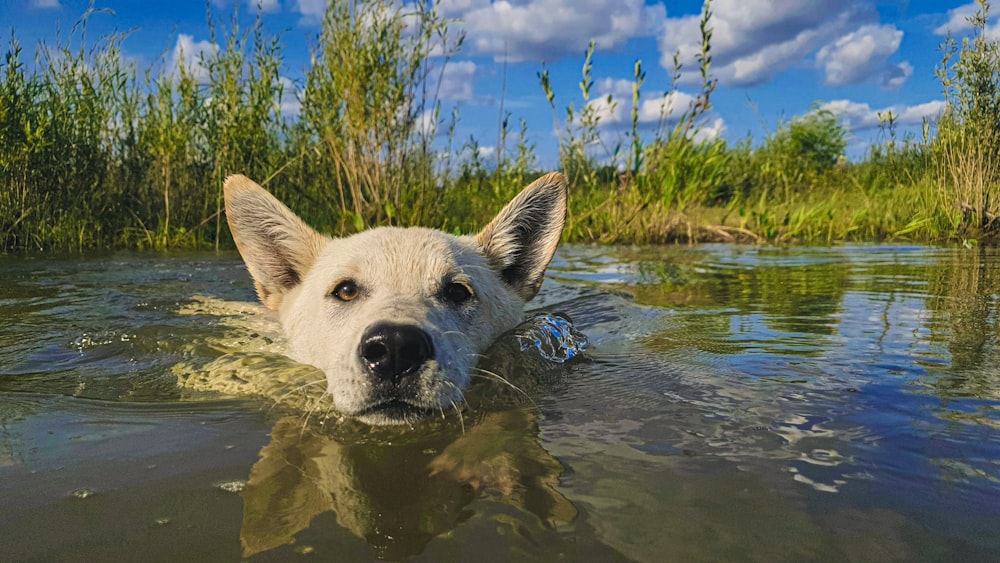 Un perro está nadando en el agua con la cabeza por encima de la superficie del agua