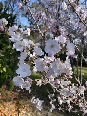 Clusters of delicate white cherry blossoms with hints of pink are blooming on branches amidst a background of leafy green trees and clear blue sky. Some blossoms are fully open, while others are still in bud form. The scene suggests the arrival of spring.