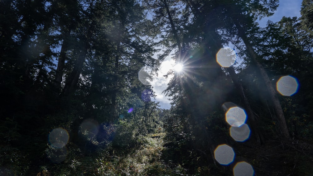 the sun is shining through the trees in the forest