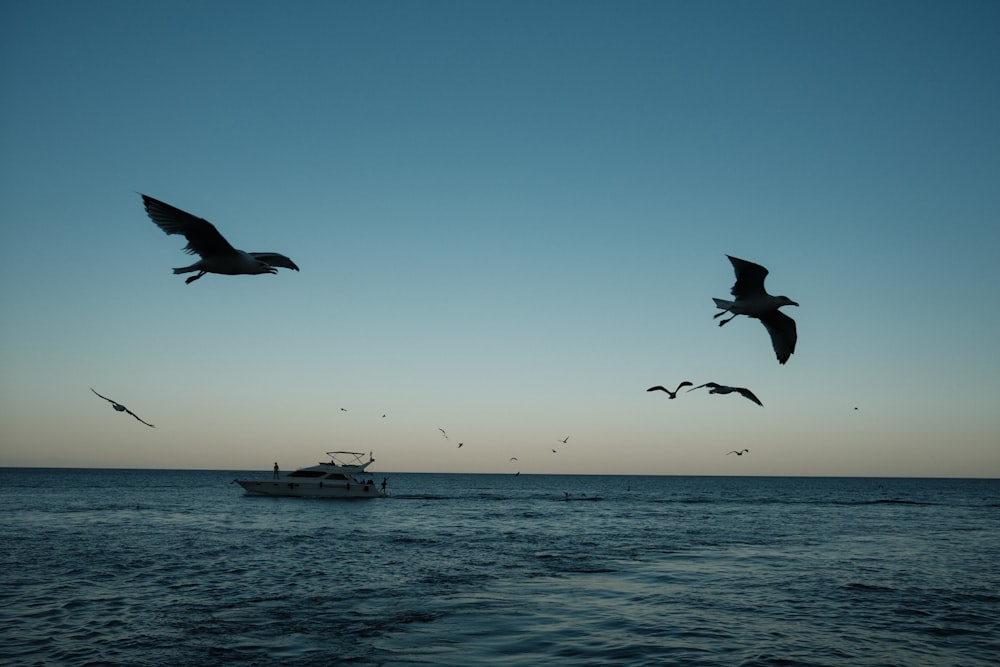 seagulls flying over a boat in the ocean