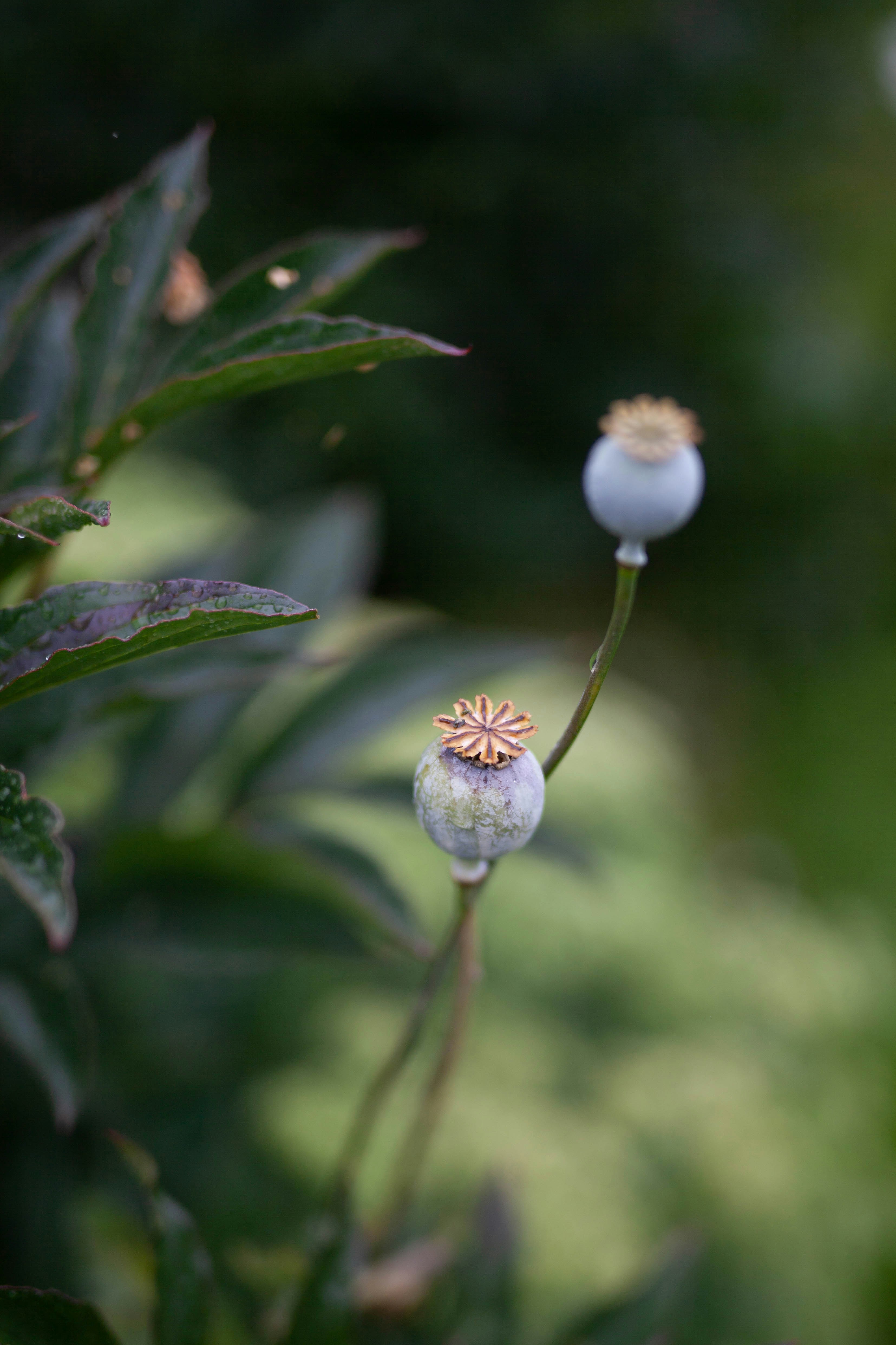 Photo by granatphoto