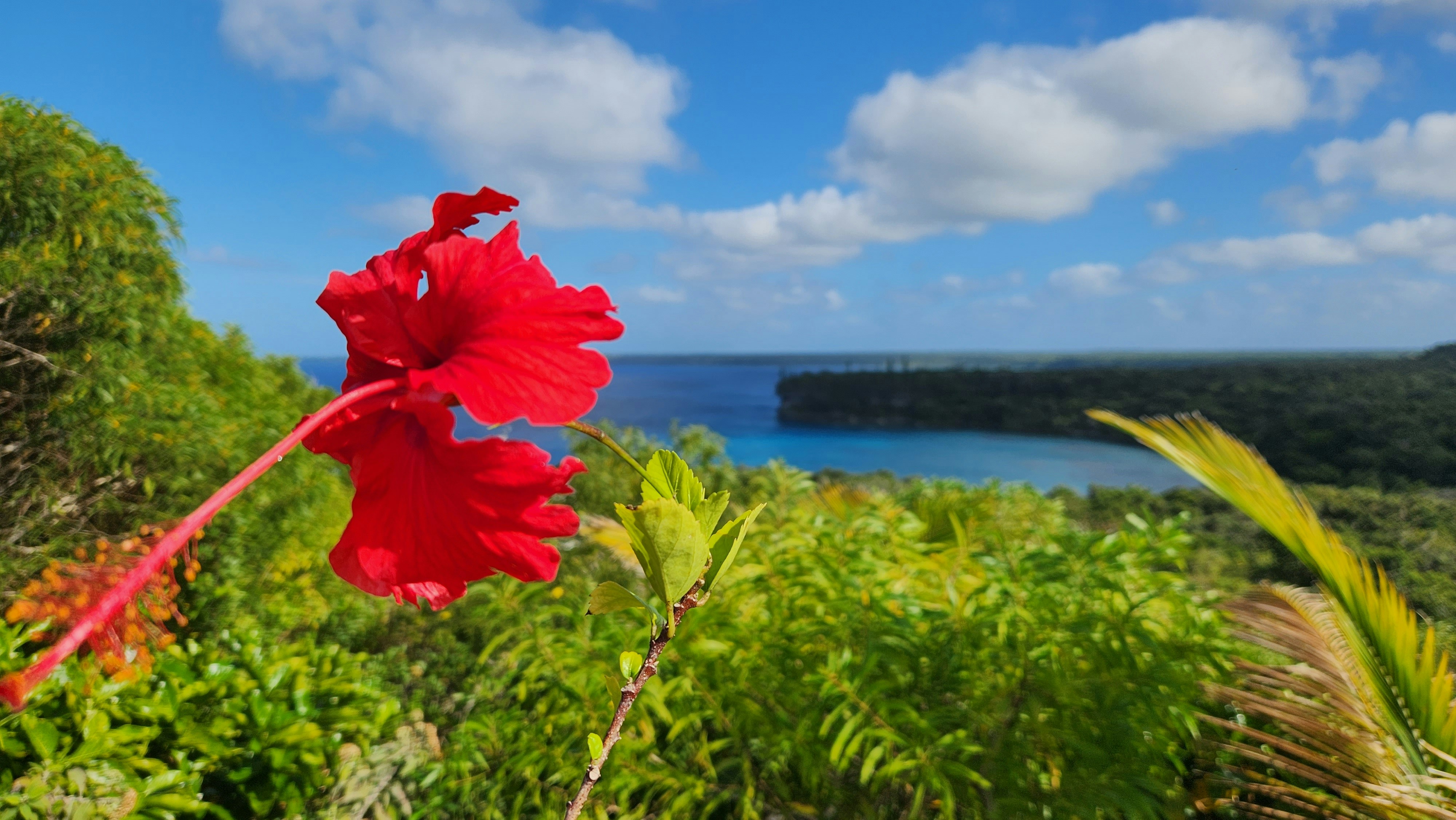 前景に赤い花、背景に水域の写真 – Unsplashの花の無料画像