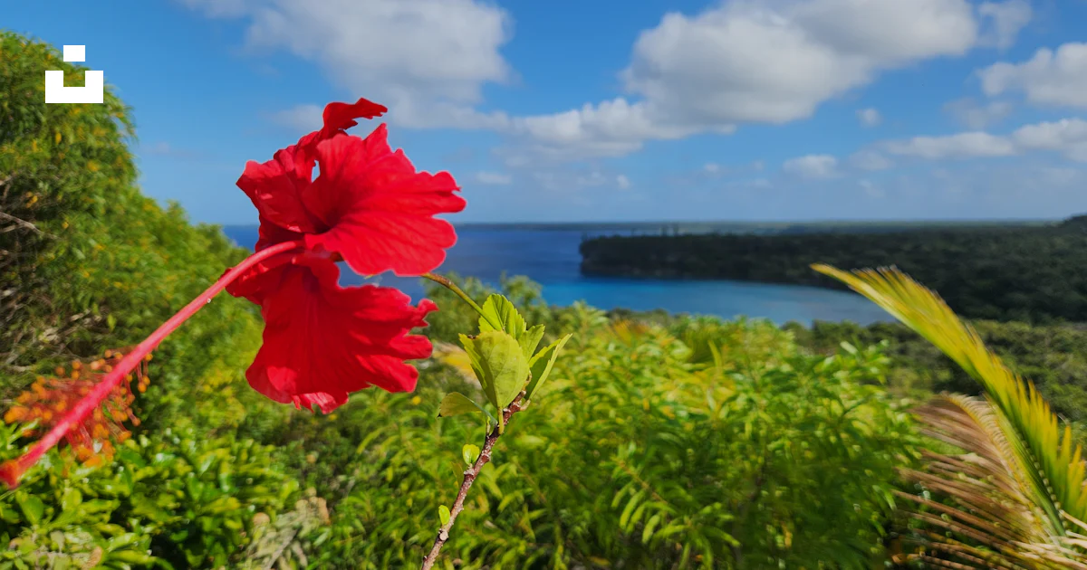 前景に赤い花、背景に水域の写真 – Unsplashの花の無料画像