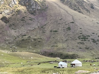 Two yurts are situated on a lush green hillside with a backdrop of a rocky mountain. Several animals, including cows and horses, graze peacefully around the tents. The area is scattered with stones and small patches of vegetation.