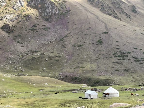 Traditional yurts set up on a green steppe with horses grazing nearby.