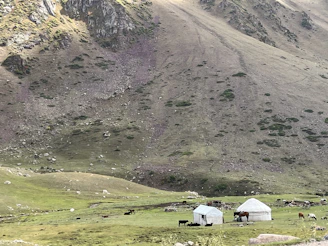 Traditional yurts set up on a green steppe with horses grazing nearby.