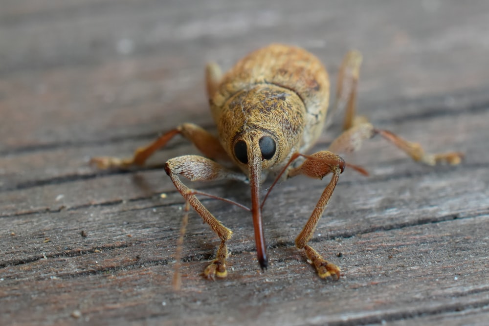 a close up of a bug on a wooden surface