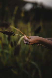 a person holding a flower in their hand