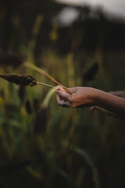 a person holding a flower in their hand