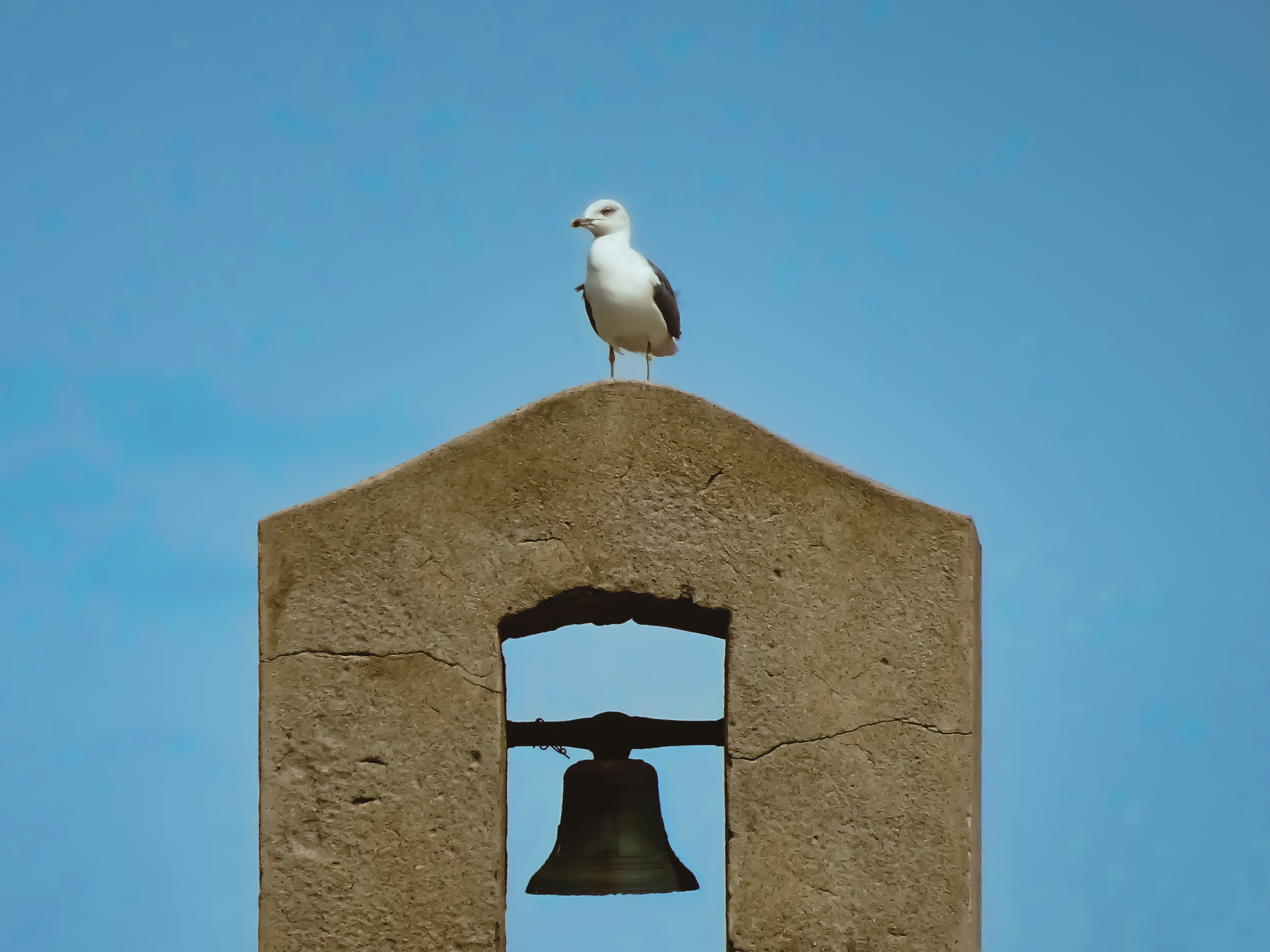 You may not quite be free as a bird, but this amazing collection of bird images is just that: totally free to use! Parrots, owls, hummingbirds: Unsplash has images of them all, each prettier than the last.