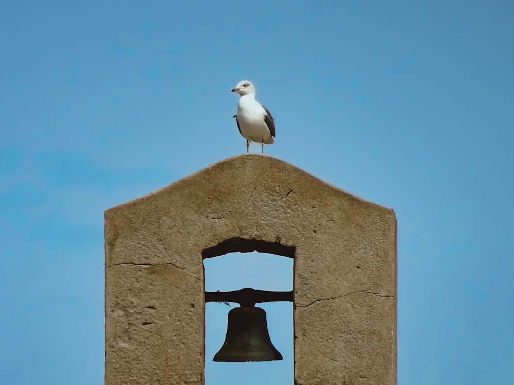 a seagull sitting on top of a bell tower