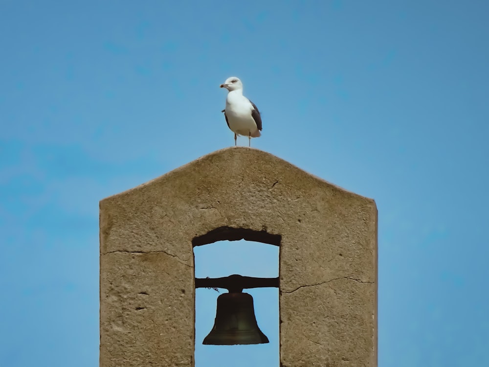 Una gaviota sentada en lo alto de un campanario