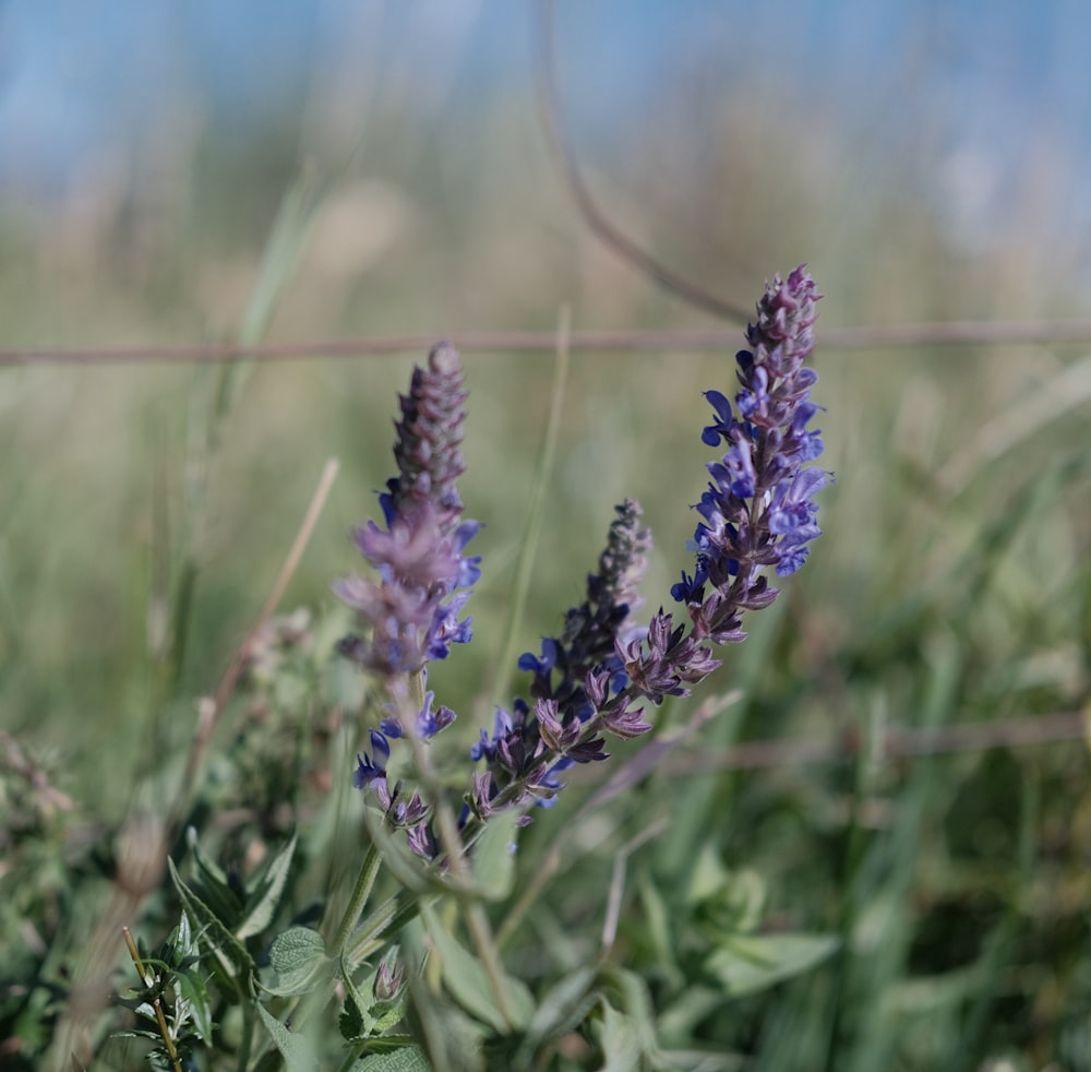 a close up of some purple flowers in a field