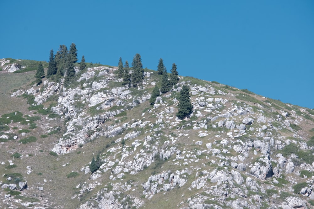 a group of trees on the top of a mountain