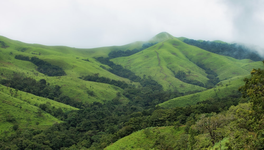 a lush green hillside covered in lots of trees