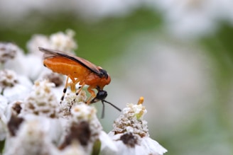 An orange insect with black wings and legs is perched on a cluster of white flowers. The background is blurred, emphasizing the insect and the flowers.