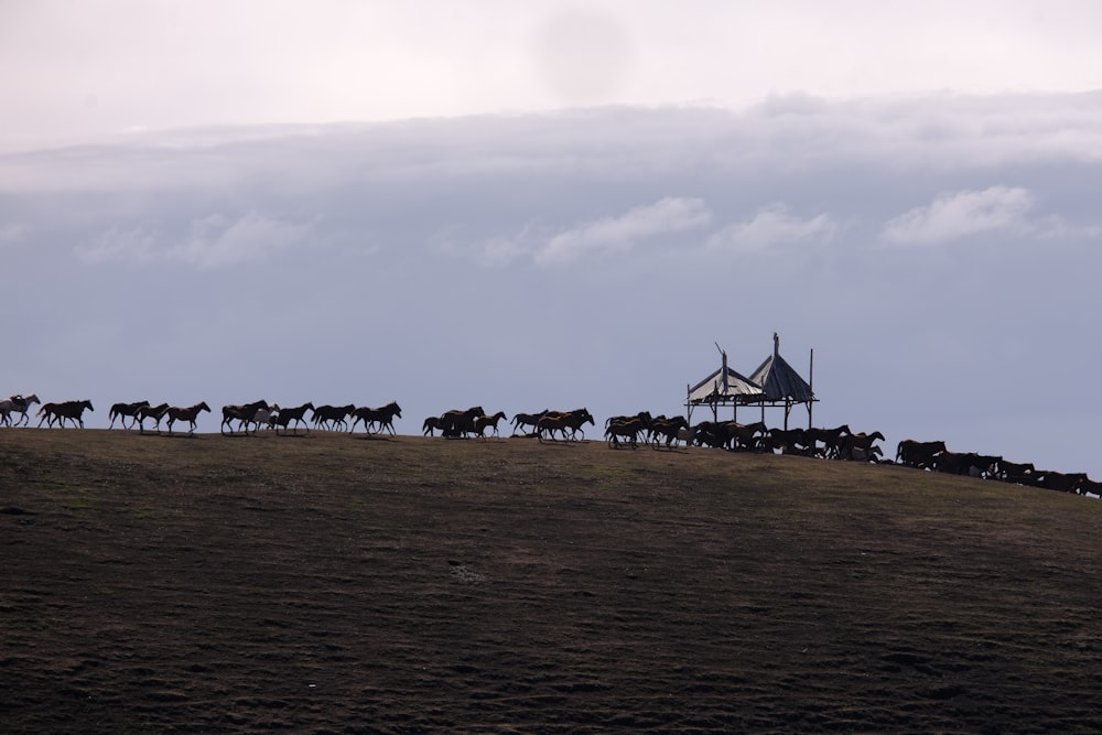 a herd of wild animals walking across a grass covered field