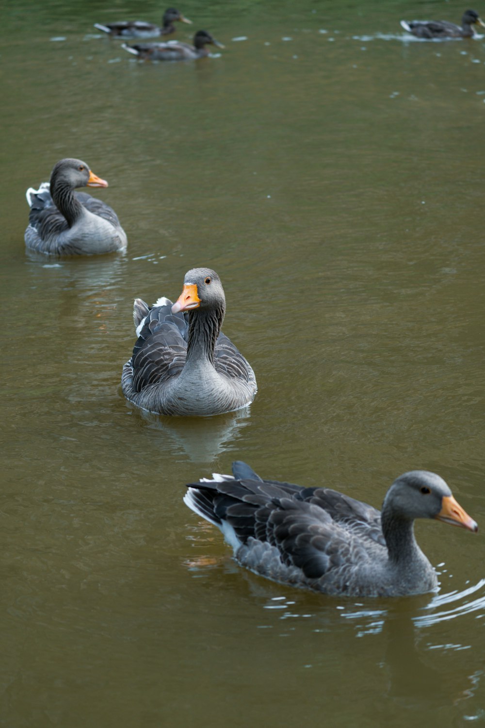 a group of ducks floating on top of a lake