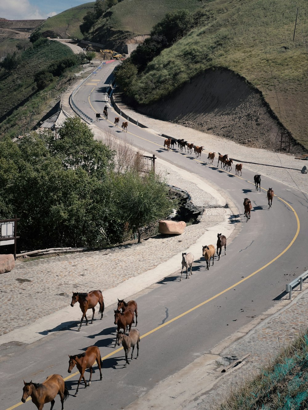 a herd of horses walking down a road