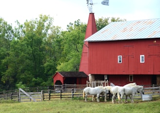 A peaceful rural scene with a group of white horses gathered near a red barn. The barn is large and features a weather vane on top. Surrounding the barn is a wooden fence that encloses the area where the horses are standing. In the background, lush green trees provide a natural backdrop, contrasting with the vibrant red of the barn.