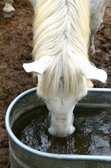 A white horse is drinking water from a large metal trough, with its head lowered and mane flowing. The surroundings are muddy and give the impression of a farm or rural setting.