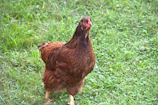 Artistic shot of a single broiler chicken standing proudly on fresh green grass