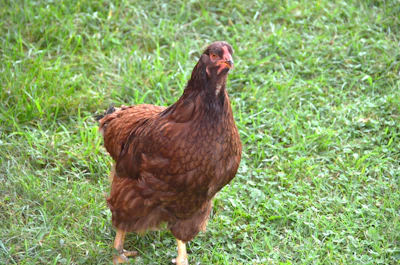 Artistic shot of a single broiler chicken standing proudly on fresh green grass