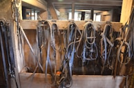 Various horse bridles and leather straps hang neatly in a wooden tack room. The wooden walls and beams give the space a rustic, historical feel.