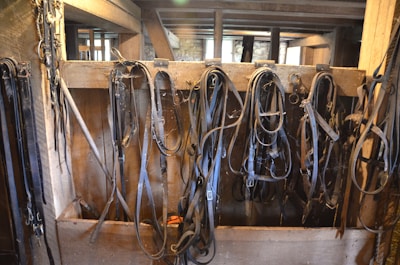 Various horse bridles and leather straps hang neatly in a wooden tack room. The wooden walls and beams give the space a rustic, historical feel.