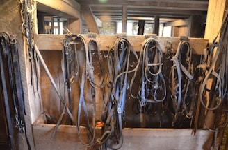 Various horse bridles and leather straps hang neatly in a wooden tack room. The wooden walls and beams give the space a rustic, historical feel.