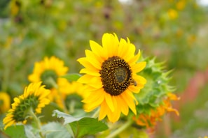 a sunflower in a field of sunflowers