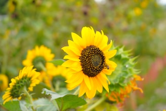a sunflower in a field of sunflowers