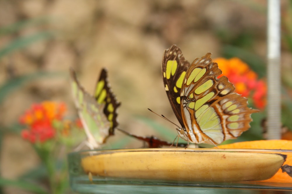 a couple of butterflies sitting on top of a banana