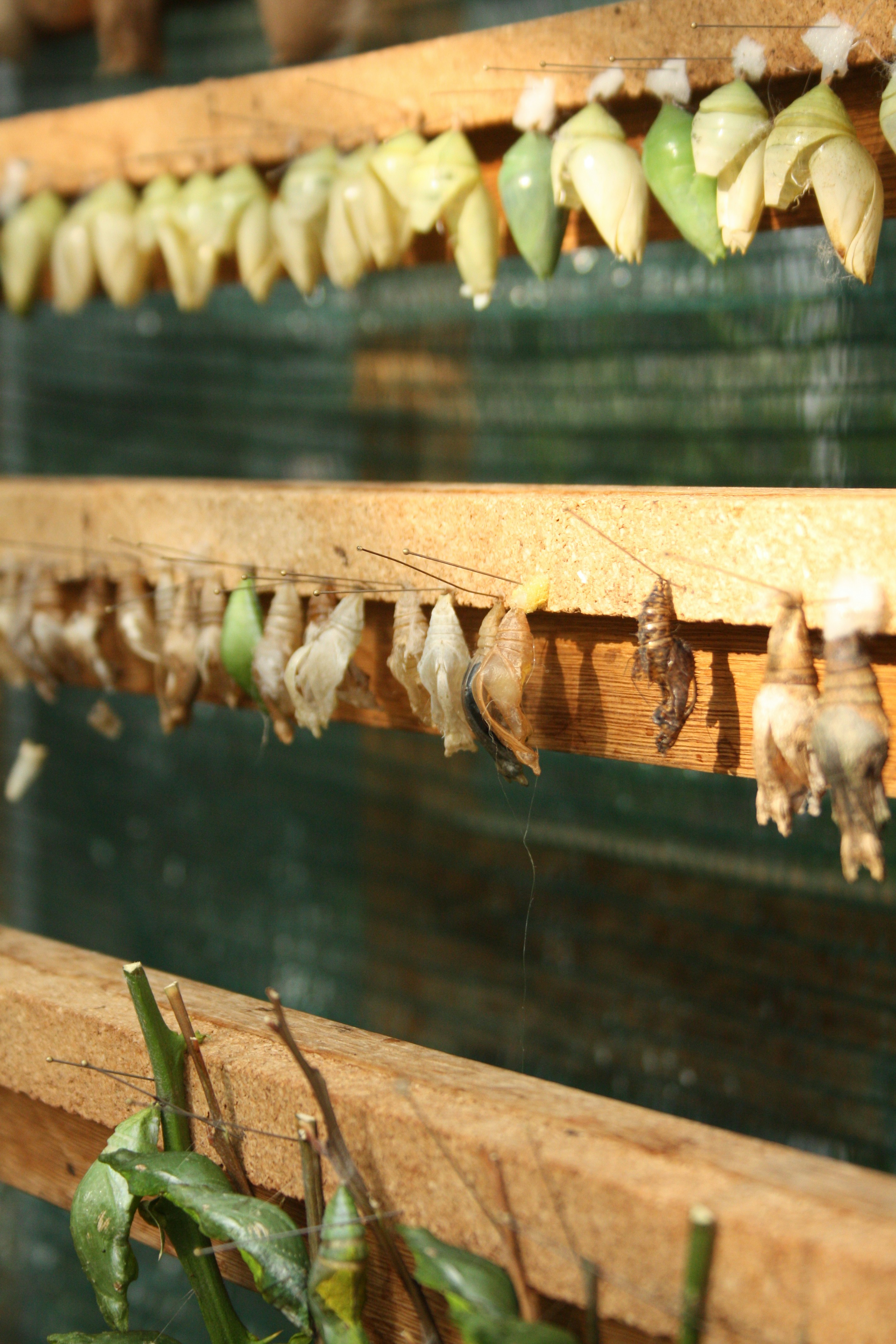 a bunch of bananas hanging from a wooden rack