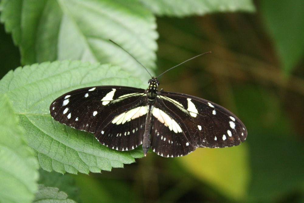 a black and white butterfly sitting on a green leaf