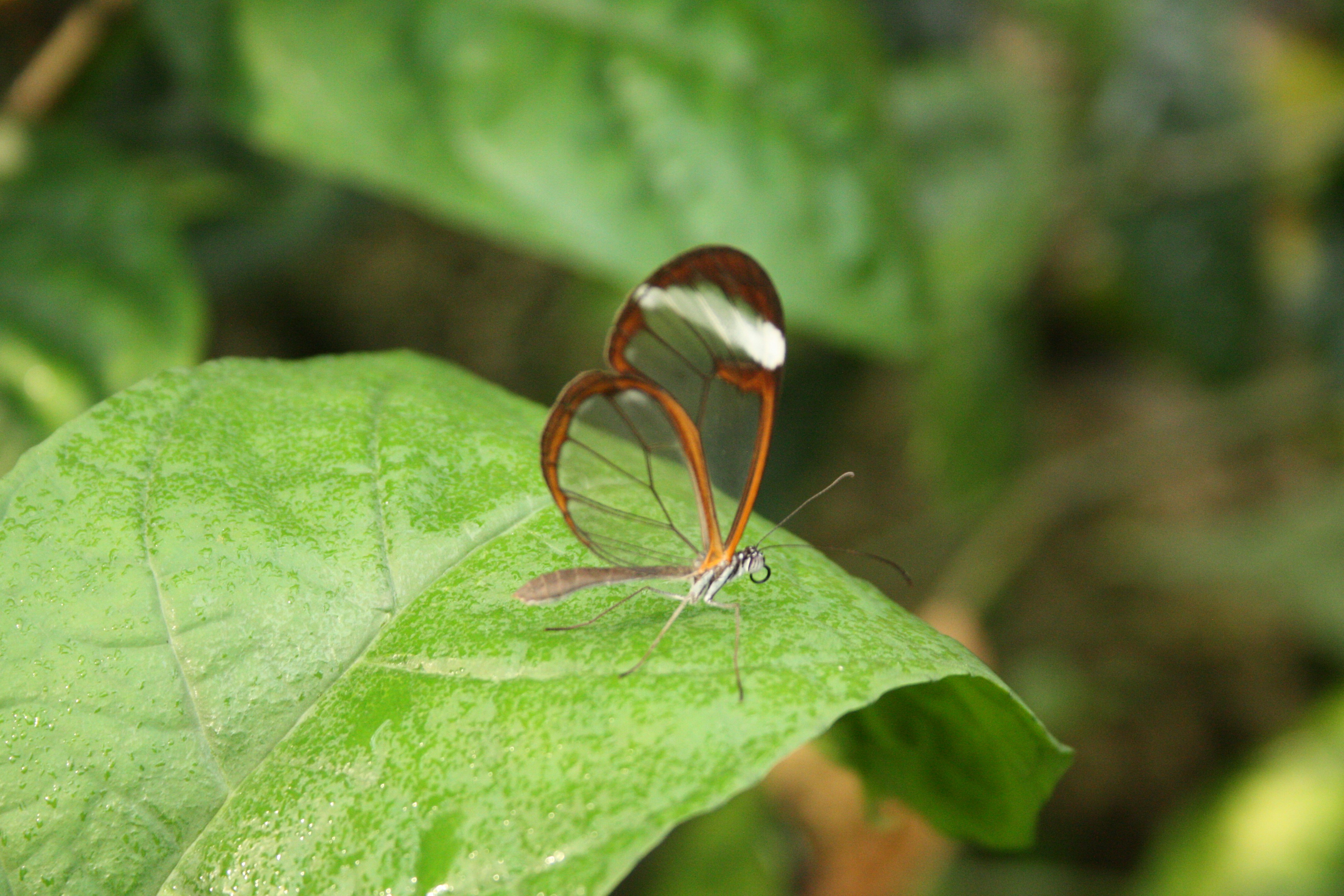 a butterfly sitting on top of a green leaf