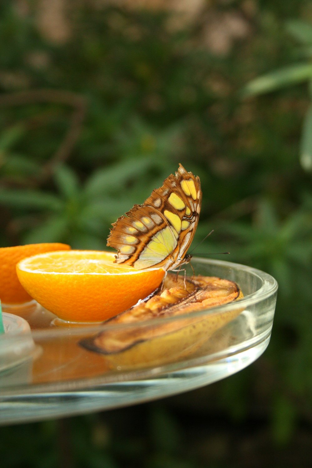 a butterfly sitting on top of an orange slice
