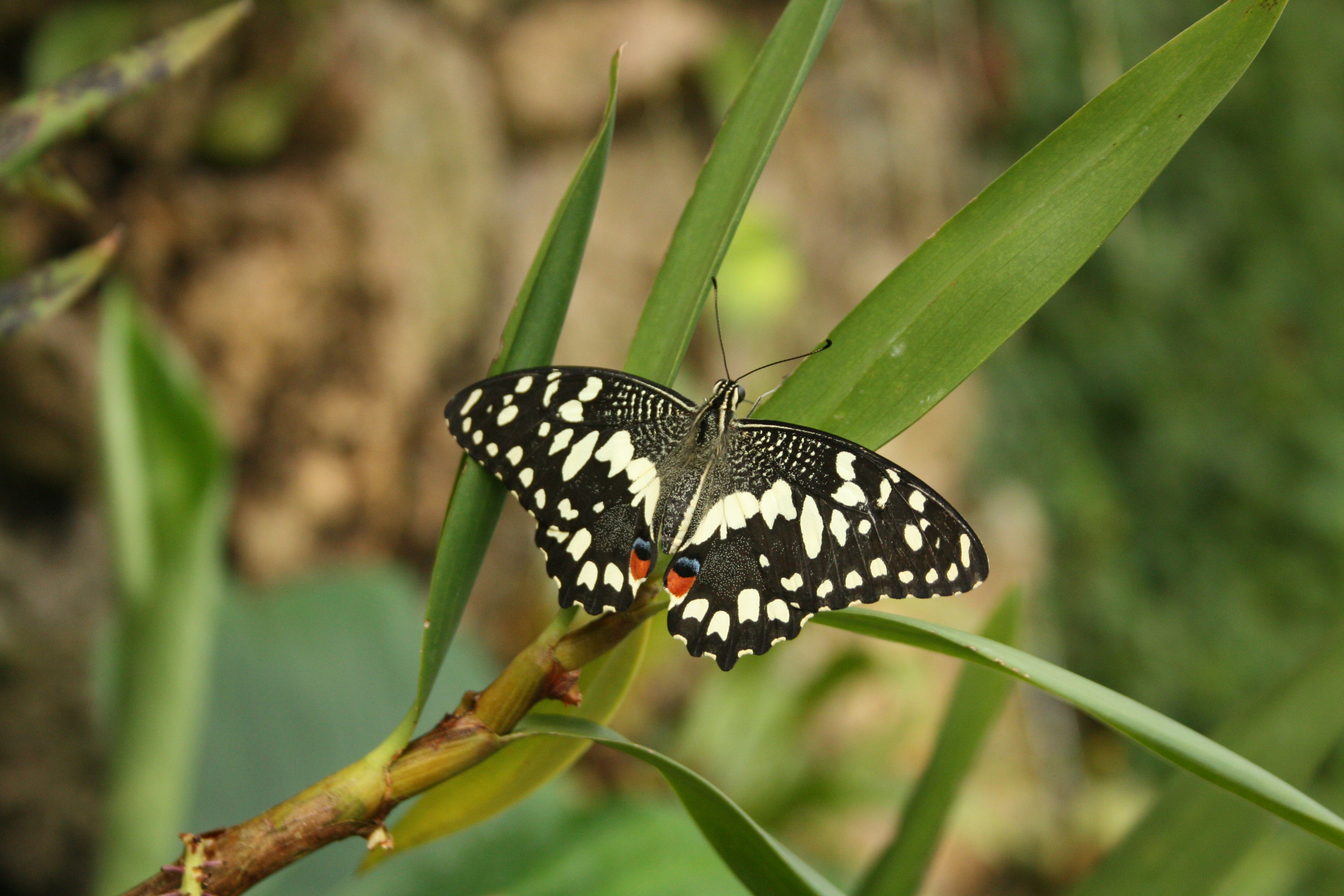 a black and white butterfly sitting on a green plant