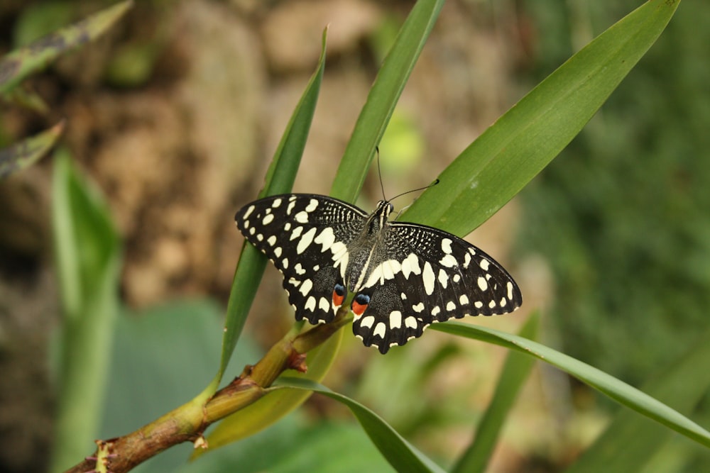 a black and white butterfly sitting on a green plant